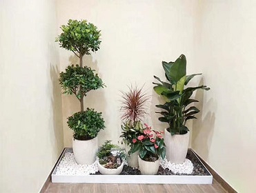 植物租擺
